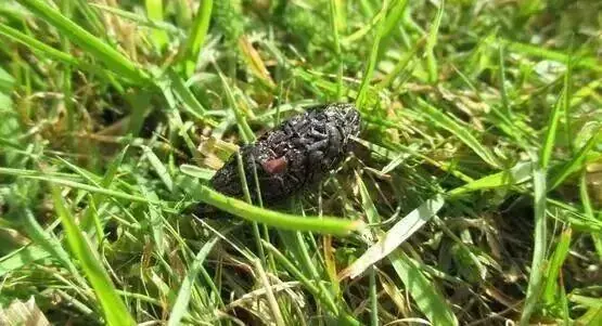 刺猬粪便中的昆虫残骸